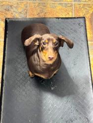 Reunited Male Dog last seen Near CR 2224 in Tarkington, Cleveland, TX 77327