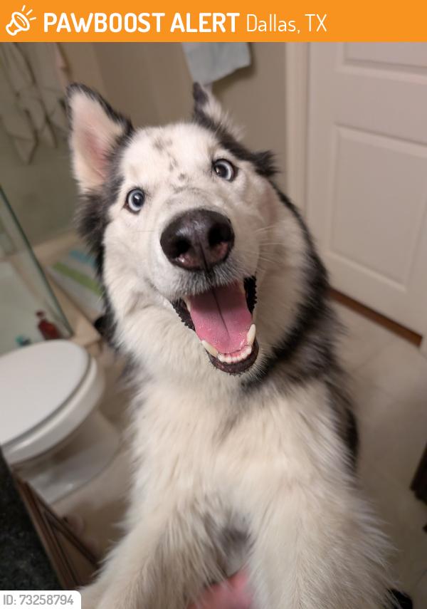 Found/Stray Male Dog last seen Sewell dealership, Dallas, TX 75235
