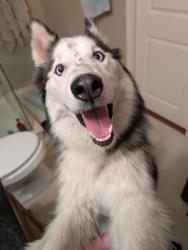 Found/Stray Male Dog last seen Sewell dealership, Dallas, TX 75235