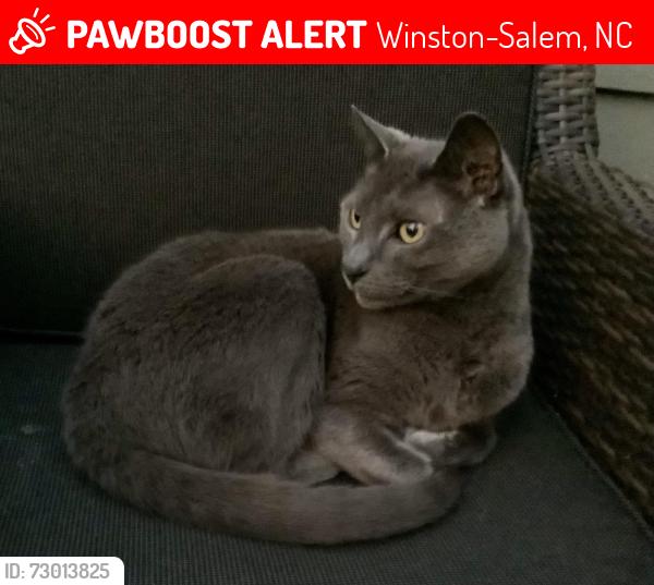 Lost Female Cat last seen Dartmouth Rd NW & Fieldale Ave, Winston-Salem, NC 27104