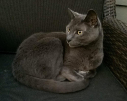Lost Female Cat last seen Dartmouth Rd NW & Fieldale Ave, Winston-Salem, NC 27104