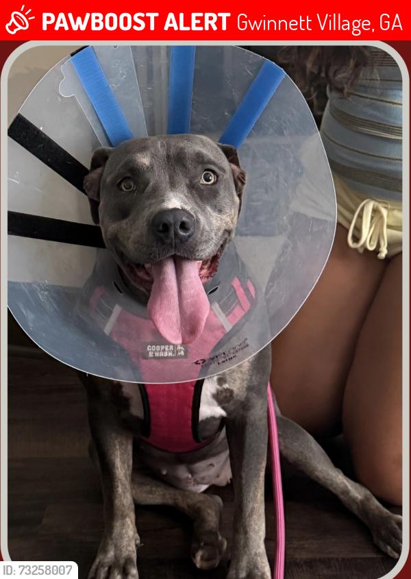 Lost Female Dog last seen Valley Ridge Rd area, Duluth, GA 30096, Gwinnett Village, GA 30096