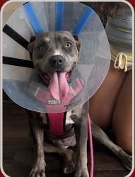 Lost Female Dog last seen Valley Ridge Rd area, Duluth, GA 30096, Gwinnett Village, GA 30096