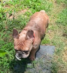 Reunited Male Dog last seen Near CR 2224, Cleveland, TX 77327