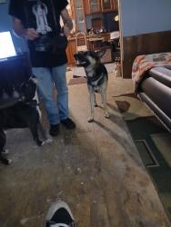 Reunited Male Dog last seen Walmart soddy, Soddy-Daisy, TN 37379