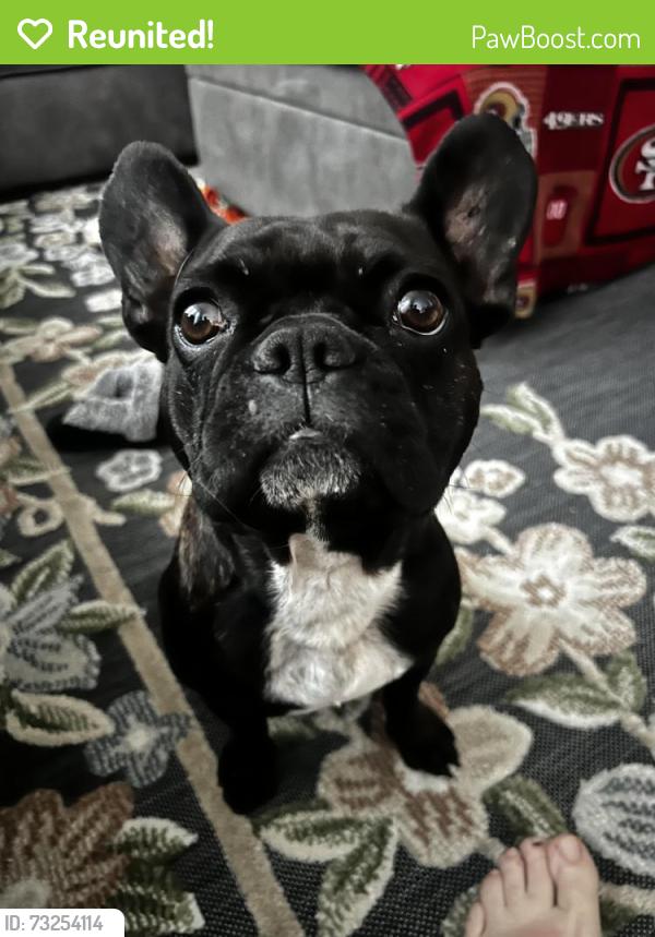 Reunited Female Dog last seen Milan way / Lindsay drive, Roseville, CA 95678