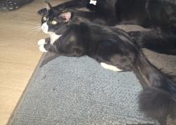 Reunited Male Cat last seen Near S Benjamin St, Rialto, CA 92376, USA, Rialto, CA 92376