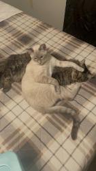 Lost Male Cat last seen Near W Chipman Rd, Phoenix, AZ 85041, Phoenix, AZ 85041