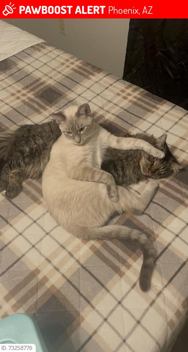 Lost Male Cat last seen Near W Chipman Rd, Phoenix, AZ 85041, Phoenix, AZ 85041