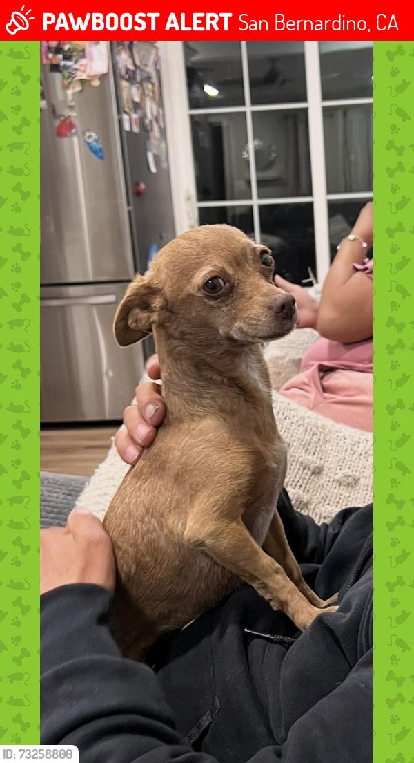 Lost Female Dog last seen Indian Springs high school, San Bernardino, CA 92410