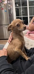 Lost Female Dog last seen Indian Springs high school, San Bernardino, CA 92410