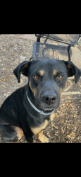 Lost Male Dog last seen Someone said they found him by our cndmniums in woodlake this morning so I rushed home but by the time I got there he was gone again, McQueeney, TX 78123