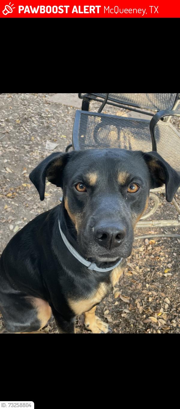 Lost Male Dog last seen Someone said they found him by our cndmniums in woodlake this morning so I rushed home but by the time I got there he was gone again, McQueeney, TX 78123