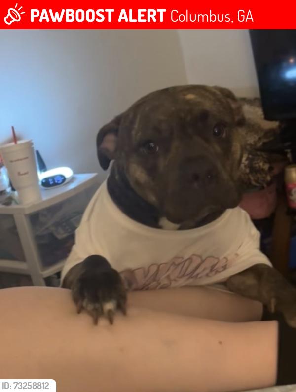 Lost Female Dog last seen Steamill rd, Columbus, GA 31907