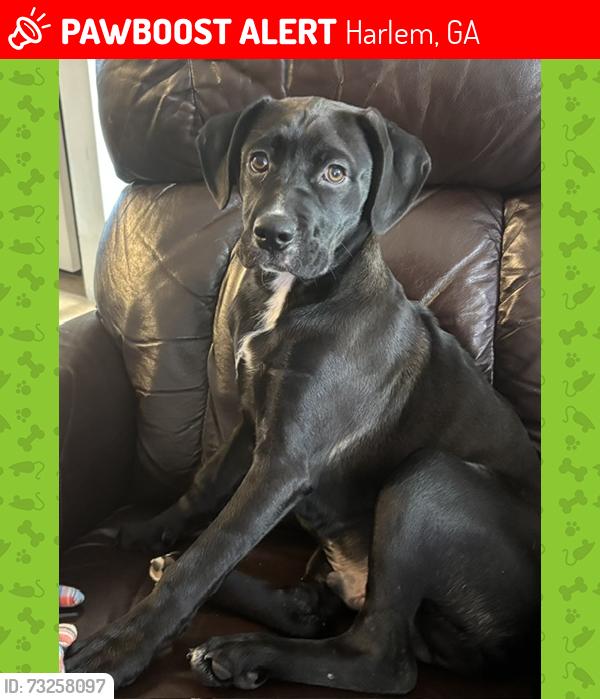 Lost Male Dog last seen Hickory Woods and N. Fairview, Harlem, GA 30814