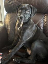 Lost Male Dog last seen Hickory Woods and N. Fairview, Harlem, GA 30814