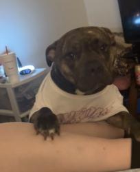 Lost Female Dog last seen Steamill rd, Columbus, GA 31907