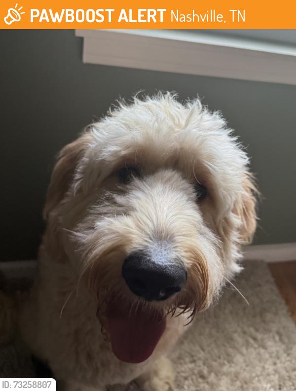 Found/Stray Unknown Dog last seen Smith springs rd and Anderson rd, Nashville, TN 37217