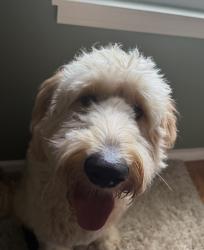 Found/Stray Unknown Dog last seen Smith springs rd and Anderson rd, Nashville, TN 37217