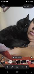 Reunited Female Cat last seen Near S Benjamin St, Rialto, CA 92376, USA, Rialto, CA 92376