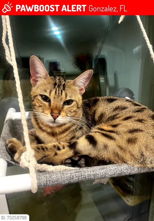 Lost Male Cat last seen Pine Forest Road and Man O War Cir, Gonzalez, FL 32533