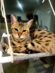 Lost Male Cat last seen Pine Forest Road and Man O War Cir, Gonzalez, FL 32533