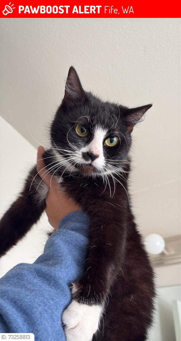 Lost Female Cat last seen Fife elementary, Fife, WA 98424
