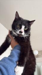 Lost Female Cat last seen Fife elementary, Fife, WA 98424