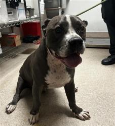 Shelter Stray Male Dog last seen Near BLOCK FRUITVALE AVE, BAKERSFIELD CA 93308, 3951 Fruitvale Ave, Bakersfield, CA 93308, USA