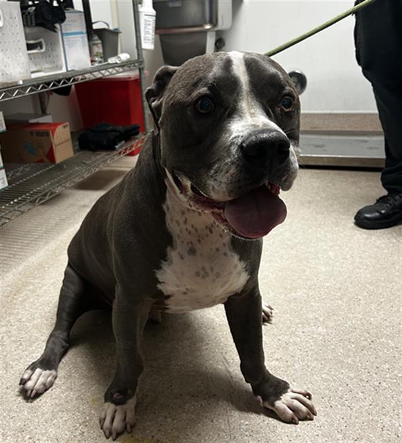 Shelter Stray Male Dog last seen Near BLOCK FRUITVALE AVE, BAKERSFIELD CA 93308, 3951 Fruitvale Ave, Bakersfield, CA 93308, USA