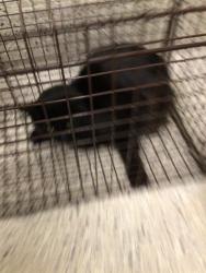 Shelter Stray Female Cat last seen FEDERAL AND 55TH PL, 12155 Park Blvd, Brighton, CO 80601, USA