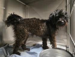 Shelter Stray Male Dog last seen Near BLOCK KAVALIER CT, BAKERSFIELD CA 93304, 3951 Fruitvale Ave, Bakersfield, CA 93308, USA