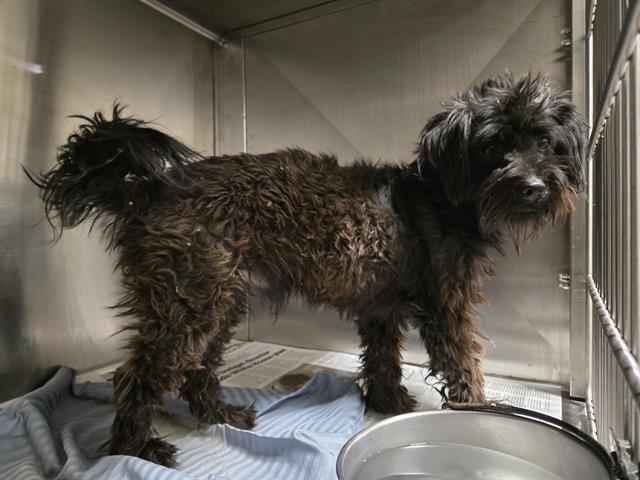 Shelter Stray Male Dog last seen Near BLOCK KAVALIER CT, BAKERSFIELD CA 93304, 3951 Fruitvale Ave, Bakersfield, CA 93308, USA
