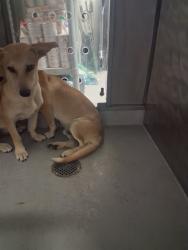 Shelter Stray Male Dog last seen ROSEDALE/COFFEE, BAKERFSIELD, 201 S Mt Vernon Ave, Bakersfield, CA 93307, USA