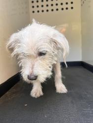 Shelter Stray Male Dog last seen Near BLK BAKER ST, BAKERSFILED CA, 201 S Mt Vernon Ave, Bakersfield, CA 93307, USA