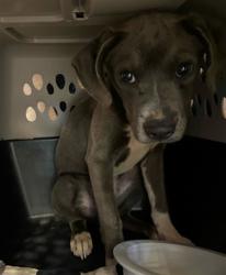 Shelter Stray Female Dog last seen JAYARE RD, 19640 Dogpatch Ln, Land O' Lakes, FL 34638, USA