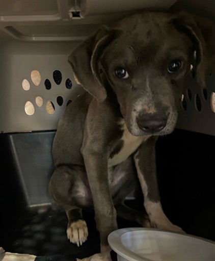 Shelter Stray Female Dog last seen JAYARE RD, 19640 Dogpatch Ln, Land O' Lakes, FL 34638, USA