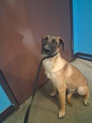 Shelter Stray Male Dog last seen ROSEDALE/COFFEE, BAKERFSIELD, 201 S Mt Vernon Ave, Bakersfield, CA 93307, USA