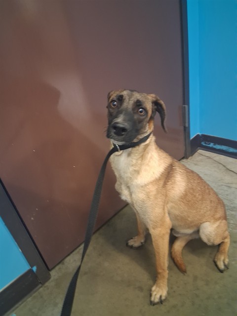 Shelter Stray Male Dog last seen ROSEDALE/COFFEE, BAKERFSIELD, 201 S Mt Vernon Ave, Bakersfield, CA 93307, USA