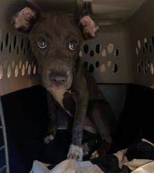 Shelter Stray Female Dog last seen JAYARE RD, 19640 Dogpatch Ln, Land O' Lakes, FL 34638, USA