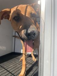 Shelter Stray Male Dog last seen Near BLK OF S BROWN S, BAKERSFILED CA, 201 S Mt Vernon Ave, Bakersfield, CA 93307, USA