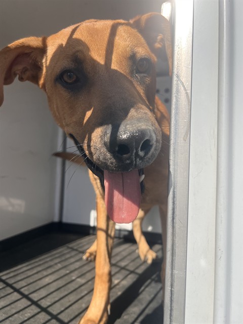 Shelter Stray Male Dog last seen Near BLK OF S BROWN S, BAKERSFILED CA, 201 S Mt Vernon Ave, Bakersfield, CA 93307, USA