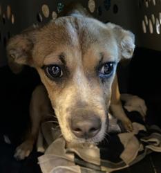 Shelter Stray Female Dog last seen JAYARE RD, 19640 Dogpatch Ln, Land O' Lakes, FL 34638, USA
