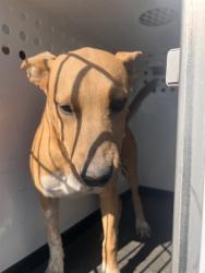 Shelter Stray Male Dog last seen Near BLK OF S BROWN S, BAKERSFILED CA, 201 S Mt Vernon Ave, Bakersfield, CA 93307, USA