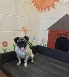 Shelter Stray Male Dog last seen , 31044 Charlie Canyon Rd, Castaic, CA 91384, USA
