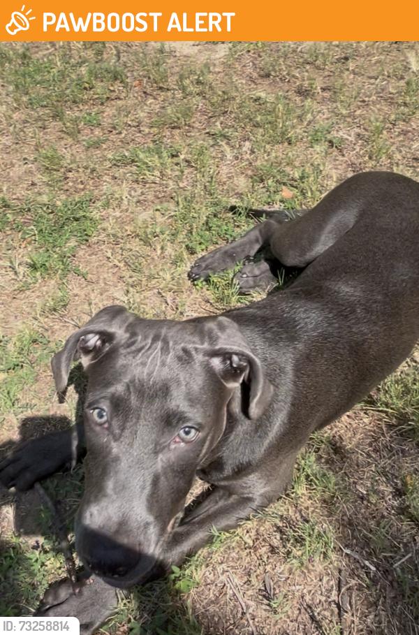 Found/Stray Male Dog last seen By the neuse river trail, Neuse River Estates, NC 27545