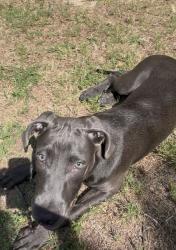 Found/Stray Male Dog last seen By the neuse river trail, Neuse River Estates, NC 27545