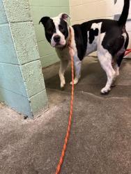 Shelter Stray Male Dog last seen TRUXEL RD & WOODRIDGE OAKS RD, 2127 Front St, Sacramento, CA 95818, USA