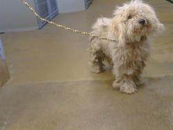 Shelter Stray Male Dog last seen HOOD RD/BELL ST, SACRAMENTO 95825, 3839 Bradshaw Rd, Sacramento, CA 95827, USA