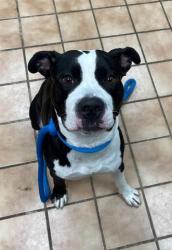 Shelter Stray Male Dog last seen Near, 2600 S Harding St, Indianapolis, IN 46221, USA